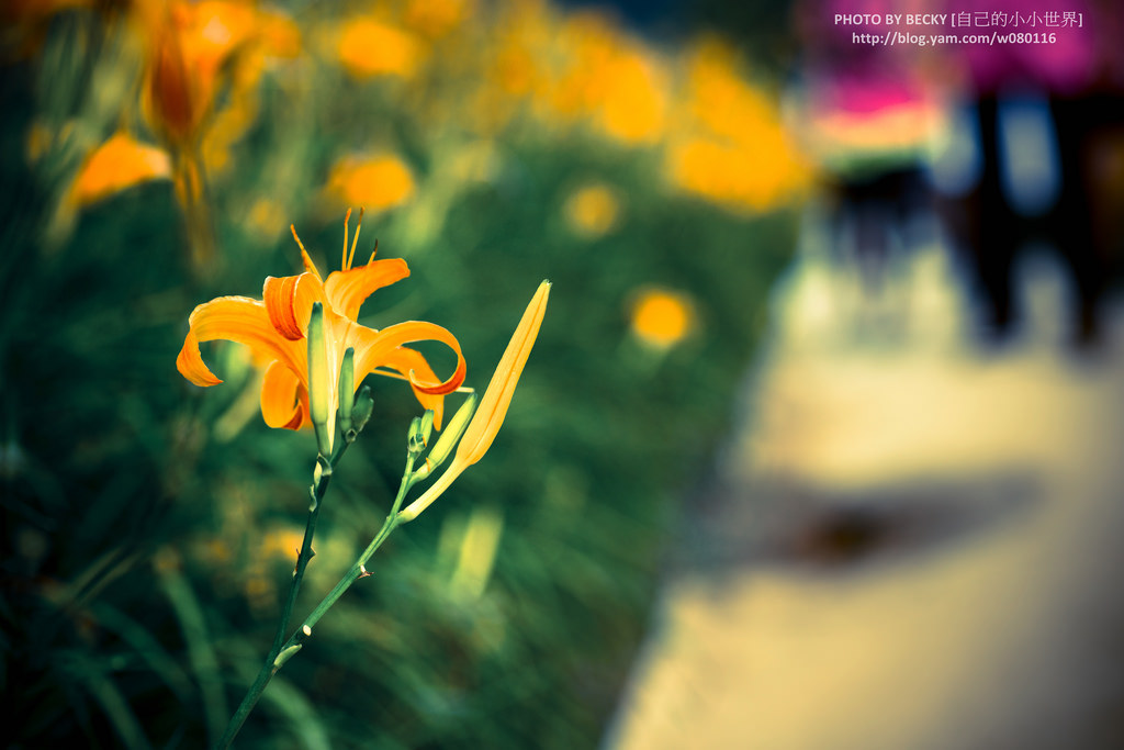 2014.Aug Day Lily @Nantou 南投金針花