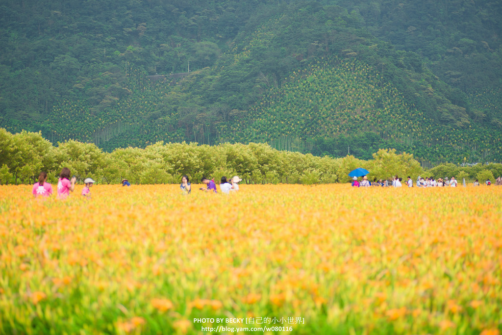 2014.Aug Day Lily @Nantou 南投金針花
