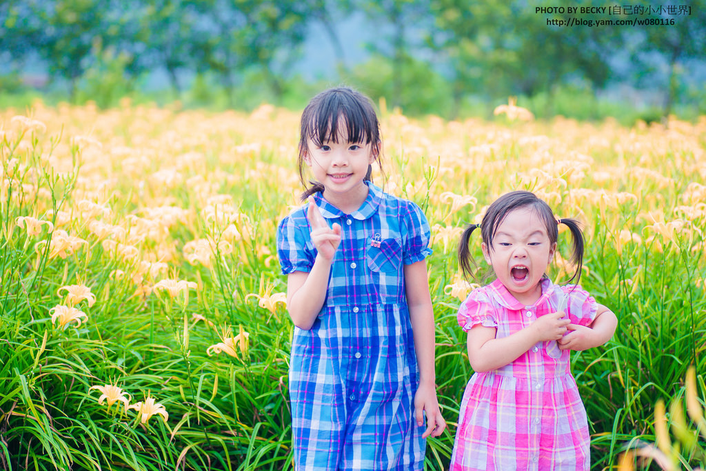 2014.Aug Day Lily @Nantou 南投金針花