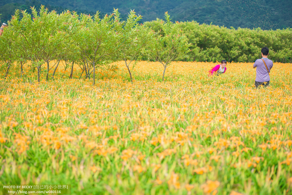 2014.Aug Day Lily @Nantou 南投金針花