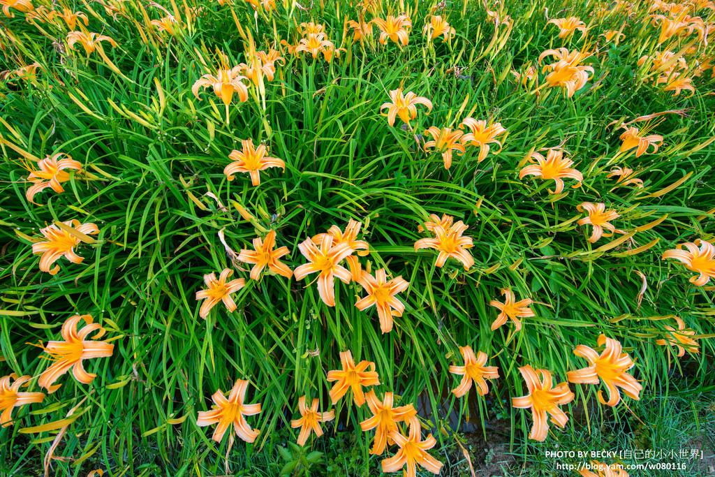 2014.Aug Day Lily @Nantou 南投金針花