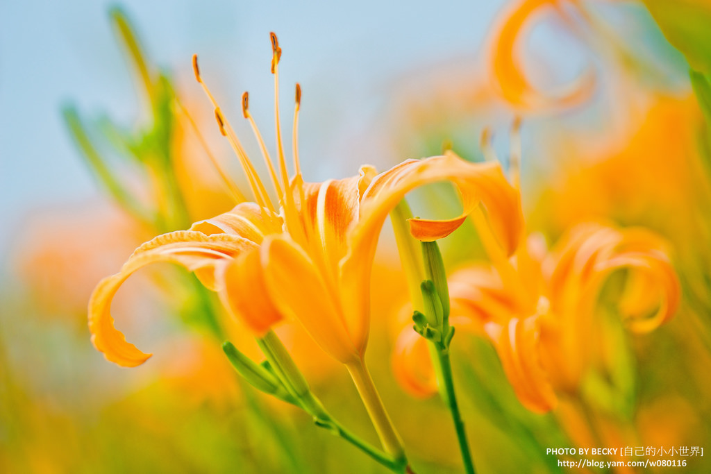 2014.Aug Day Lily @Nantou 南投金針花