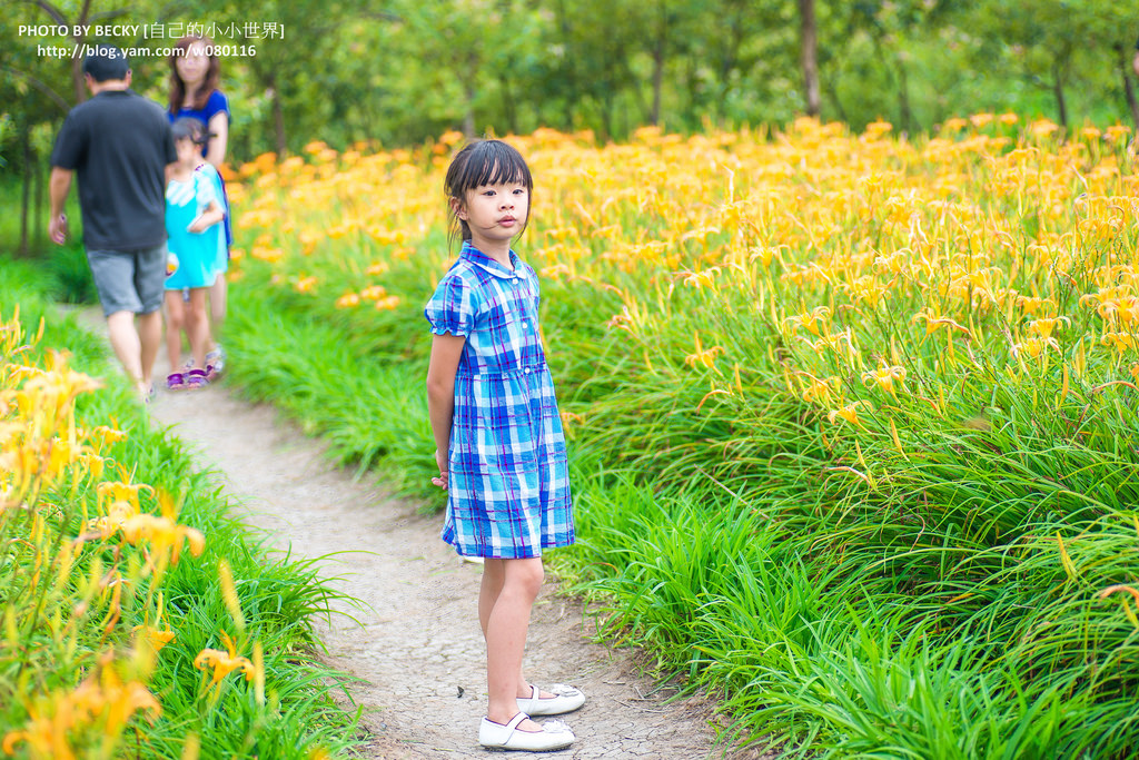 2014.Aug Day Lily @Nantou 南投金針花