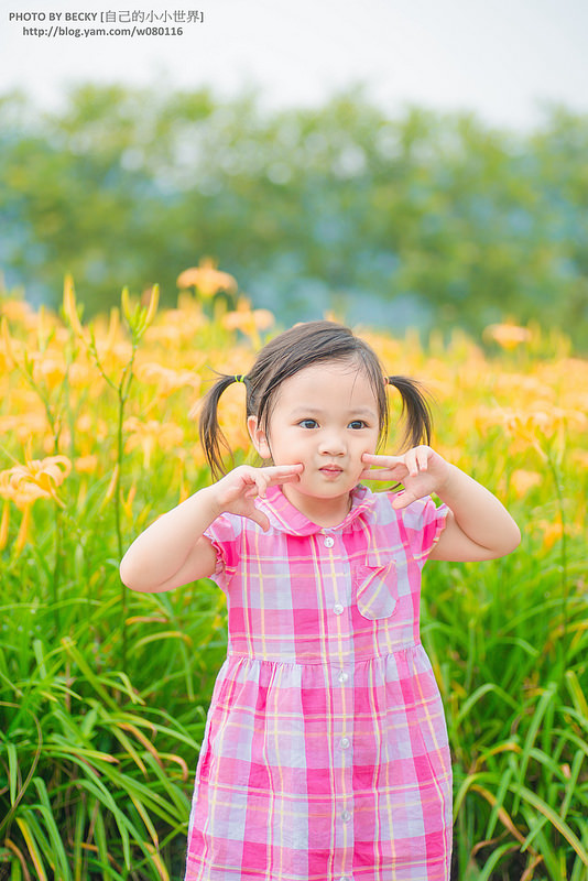 2014.Aug Day Lily @Nantou 南投金針花