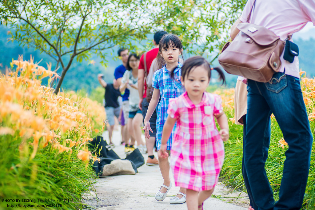2014.Aug Day Lily @Nantou 南投金針花