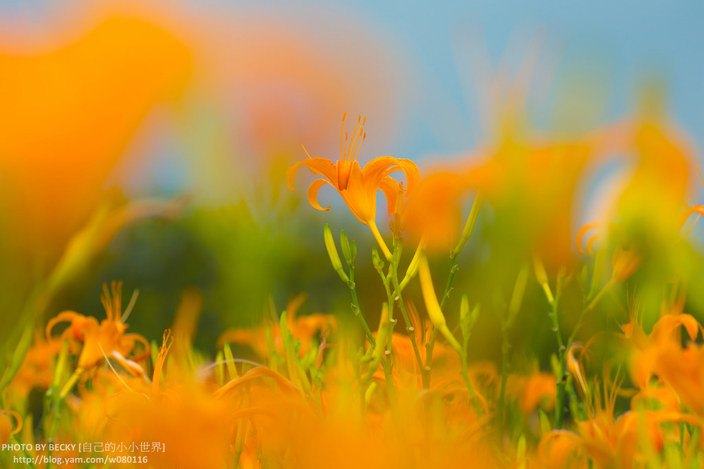 2014.Aug Day Lily @Nantou 南投金針花
