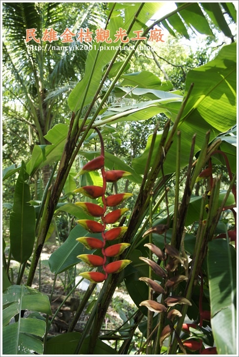 民雄金桔觀光工廠：民雄【金桔觀光工廠】