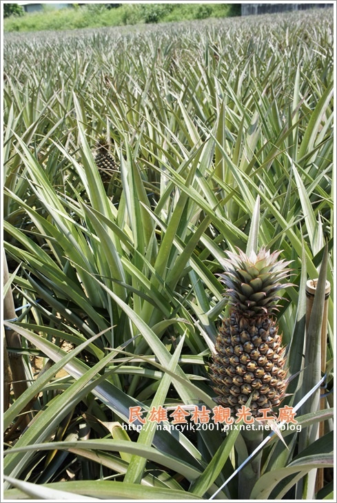 民雄金桔觀光工廠：民雄【金桔觀光工廠】