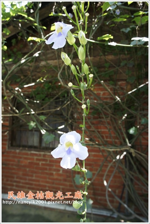 民雄金桔觀光工廠：民雄【金桔觀光工廠】