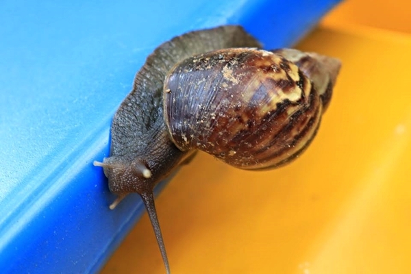 民雄金桔觀光工廠:【嘉義景點】民雄金桔觀光工廠~免費參觀行程,自己DIY金桔果醬天然又健康,烤肉區適合團康和露營