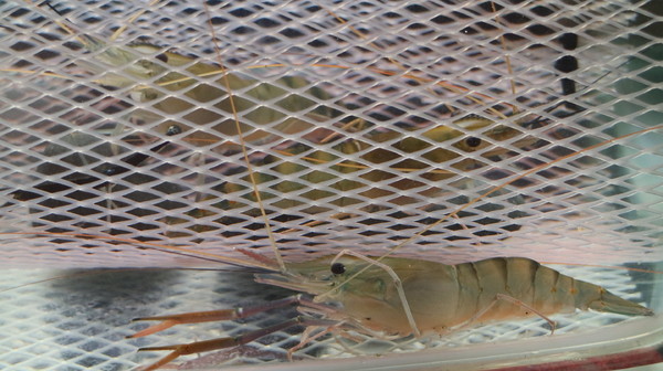 愛新覺羅 原味‧鮮採嚴煮:【台北美食】不能錯過的愛新覺羅--堅持原味‧鮮採嚴煮@忠孝敦化站