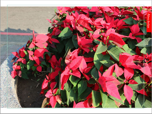 【新竹好好玩】喔耶！新竹市感恩季東門城聖誕好漂亮！我們不去台北囉~~(傲嬌樣(๑˘ ₃˘๑) 哼！)-24.jpg