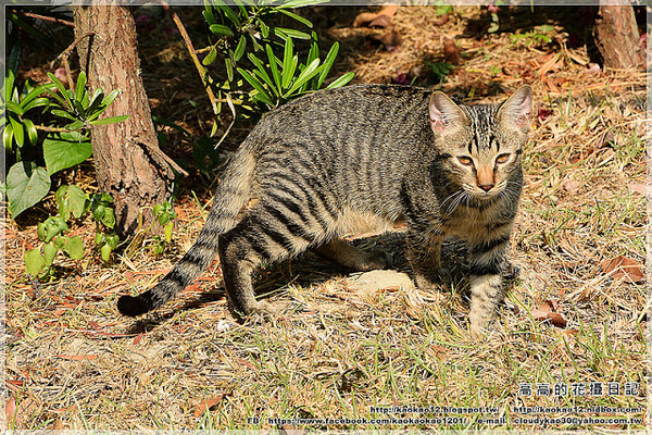 修德拜亭廣場 一銀巷：【臺南】鹽水區。修德拜亭廣場．一銀巷．連成巷．王爺巷．月津港親水公園