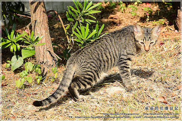 修德拜亭廣場 一銀巷：【臺南】鹽水區。修德拜亭廣場．一銀巷．連成巷．王爺巷．月津港親水公園