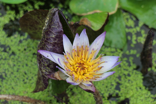 萬里蟹的奇幻旅程展：萬里蟹的奇幻旅程展