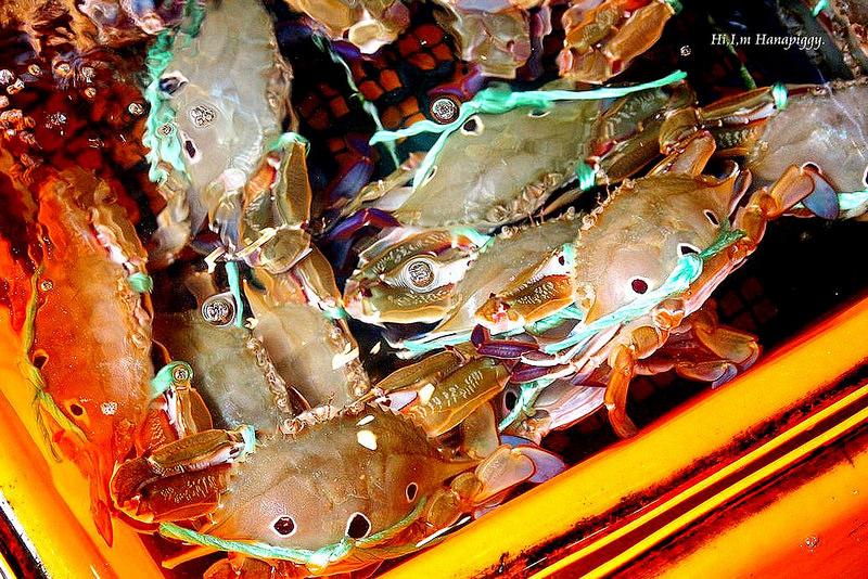 西北萬里蟹 (37)