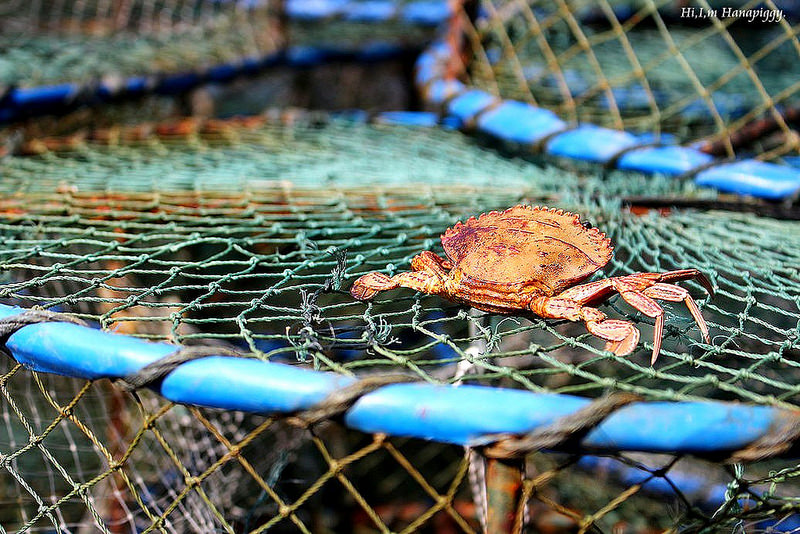 西北萬里蟹 (81)