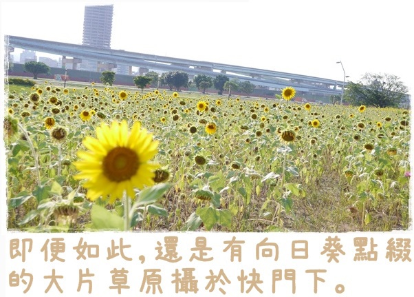 大台北都會公園13