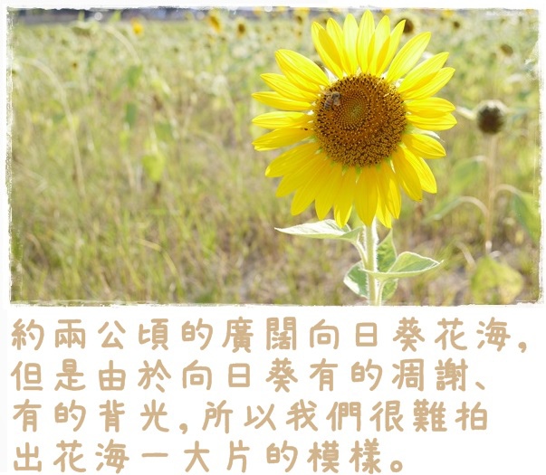 大台北都會公園12