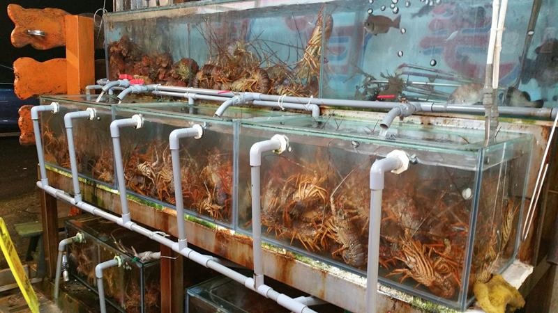 20160417黑白毛_5996 (Copy).jpg