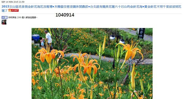 本日熱門-木柵金針花海-1040914