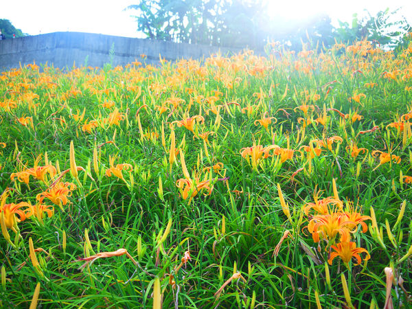 慈音休閒農莊：作伙來企投【台北文山･慈音休閒農莊】賞金針花來忘憂變喜悅
