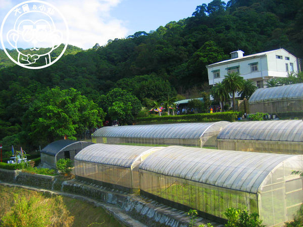 慈音休閒農莊：作伙來企投【台北文山･慈音休閒農莊】賞金針花來忘憂變喜悅