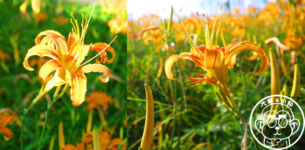 慈音休閒農莊：作伙來企投【台北文山･慈音休閒農莊】賞金針花來忘憂變喜悅