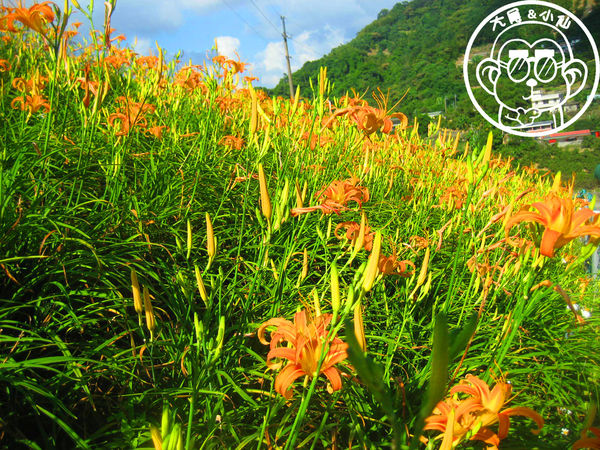 慈音休閒農莊：作伙來企投【台北文山･慈音休閒農莊】賞金針花來忘憂變喜悅