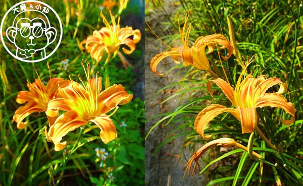 慈音休閒農莊：作伙來企投【台北文山･慈音休閒農莊】賞金針花來忘憂變喜悅