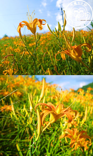 慈音休閒農莊：作伙來企投【台北文山･慈音休閒農莊】賞金針花來忘憂變喜悅