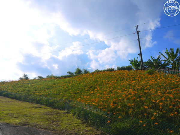 慈音休閒農莊：作伙來企投【台北文山･慈音休閒農莊】賞金針花來忘憂變喜悅