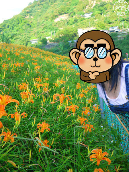 慈音休閒農莊：作伙來企投【台北文山･慈音休閒農莊】賞金針花來忘憂變喜悅