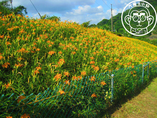 慈音休閒農莊：作伙來企投【台北文山･慈音休閒農莊】賞金針花來忘憂變喜悅