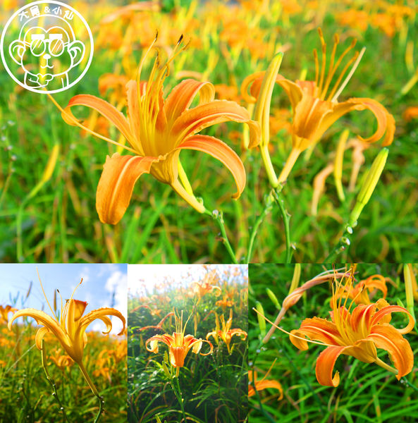 慈音休閒農莊：作伙來企投【台北文山･慈音休閒農莊】賞金針花來忘憂變喜悅