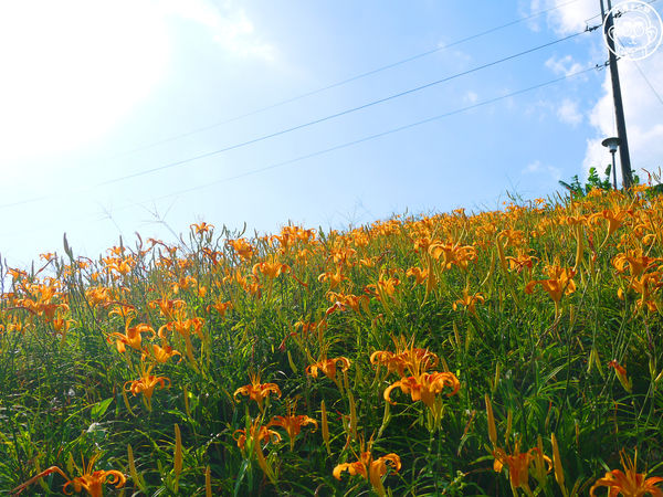 慈音休閒農莊：作伙來企投【台北文山･慈音休閒農莊】賞金針花來忘憂變喜悅