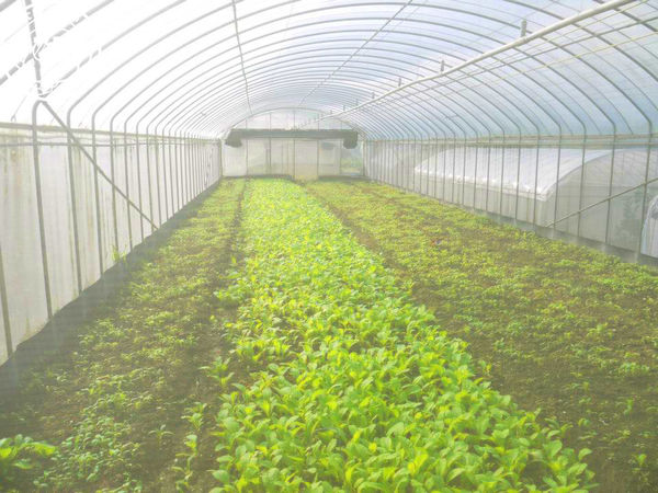 慈音休閒農莊：作伙來企投【台北文山･慈音休閒農莊】賞金針花來忘憂變喜悅