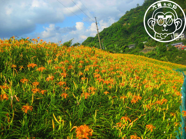 慈音休閒農莊：作伙來企投【台北文山･慈音休閒農莊】賞金針花來忘憂變喜悅