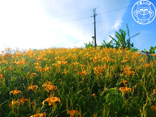慈音休閒農莊：作伙來企投【台北文山･慈音休閒農莊】賞金針花來忘憂變喜悅