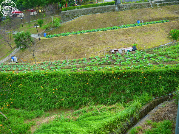 慈音休閒農莊：作伙來企投【台北文山･慈音休閒農莊】賞金針花來忘憂變喜悅