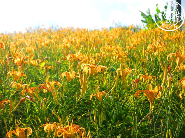 慈音休閒農莊：作伙來企投【台北文山･慈音休閒農莊】賞金針花來忘憂變喜悅