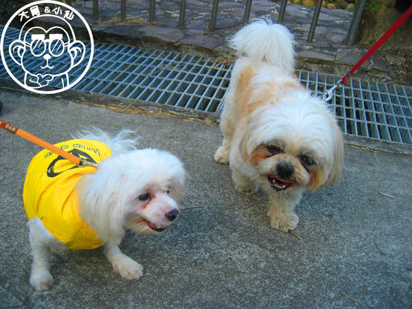 慈音休閒農莊：作伙來企投【台北文山･慈音休閒農莊】賞金針花來忘憂變喜悅