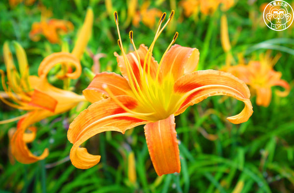 慈音休閒農莊：作伙來企投【台北文山･慈音休閒農莊】賞金針花來忘憂變喜悅