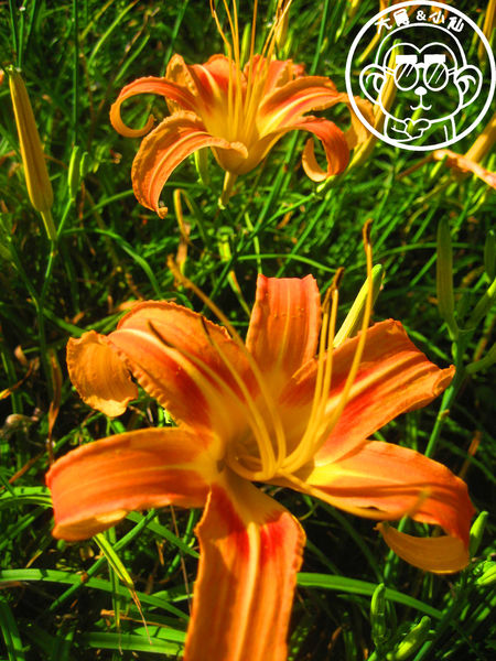 慈音休閒農莊：作伙來企投【台北文山･慈音休閒農莊】賞金針花來忘憂變喜悅