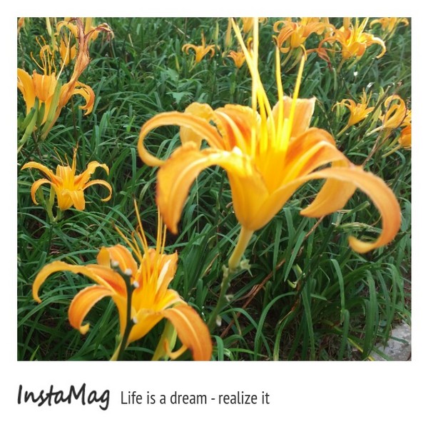 慈音休閒農莊：【台北景點】金針花一日美人&隱身大台北木柵的秘境~慈音休閒農莊