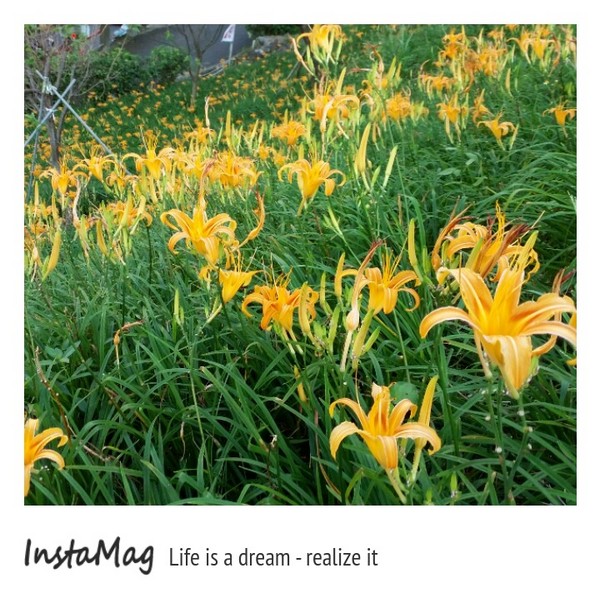 慈音休閒農莊：【台北景點】金針花一日美人&隱身大台北木柵的秘境~慈音休閒農莊