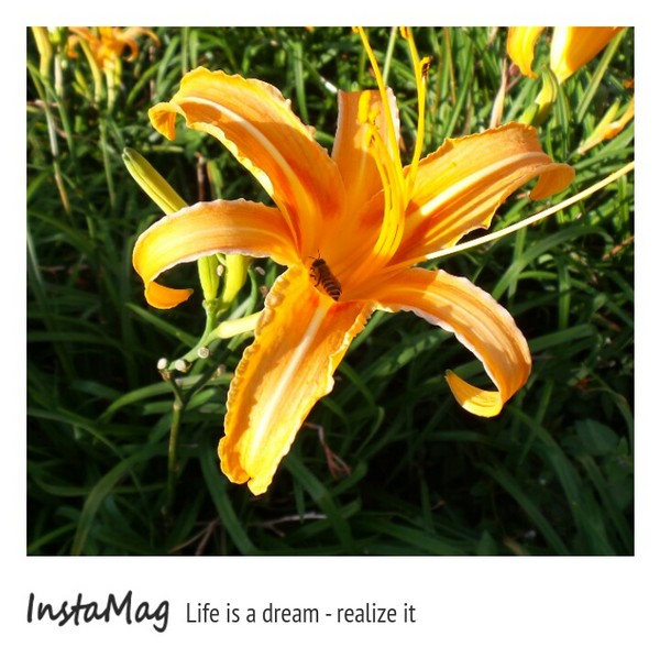 慈音休閒農莊：【台北景點】金針花一日美人&隱身大台北木柵的秘境~慈音休閒農莊