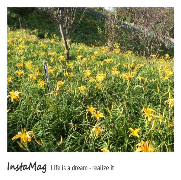 慈音休閒農莊：【台北景點】金針花一日美人&隱身大台北木柵的秘境~慈音休閒農莊