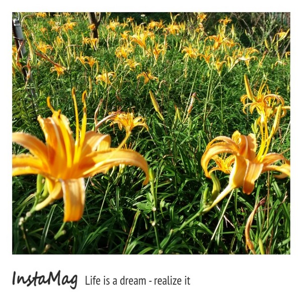 慈音休閒農莊：【台北景點】金針花一日美人&隱身大台北木柵的秘境~慈音休閒農莊