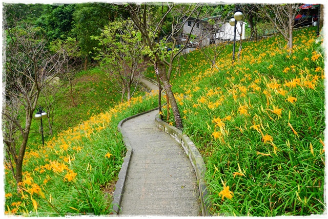 慈音山莊賞金針花